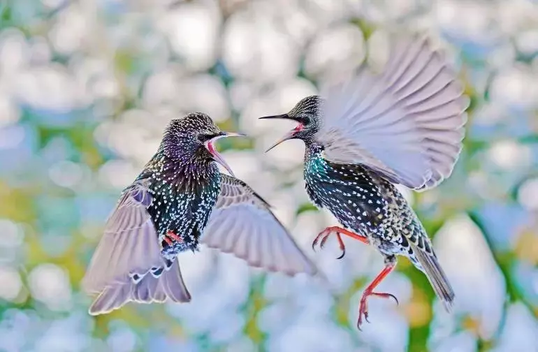 Lutz Klapp: Einblicke in die Welt der Naturfotografie