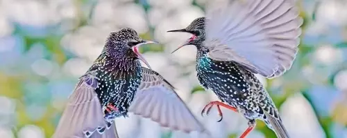Lutz Klapp: Einblicke in die Welt der Naturfotografie