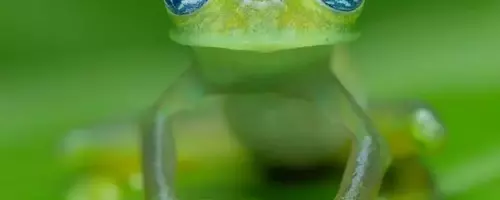 Makro-Expeditionen im Regenwald: Rafael Steinlesberger und OM SYSTEM in Costa Rica und Ecuador