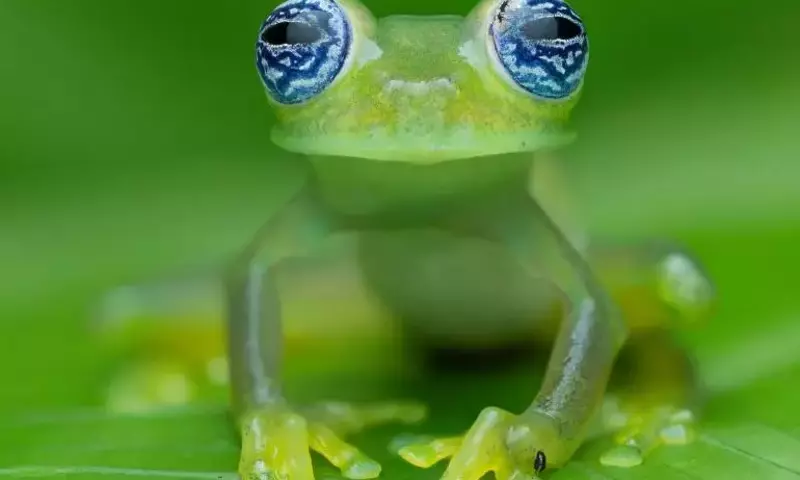 Makro-Expeditionen im Regenwald: Rafael Steinlesberger und OM SYSTEM in Costa Rica und Ecuador