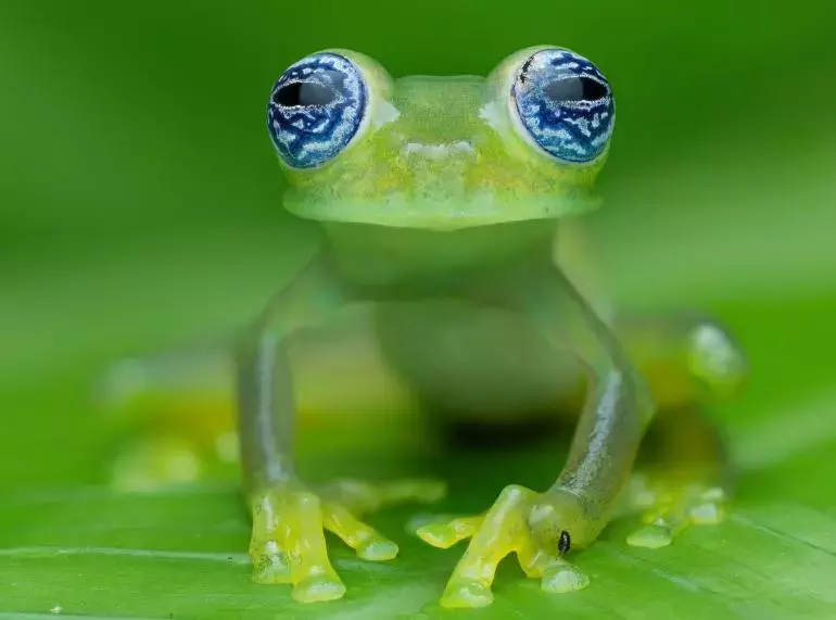 Makro-Expeditionen im Regenwald: Rafael Steinlesberger und OM SYSTEM in Costa Rica und Ecuador